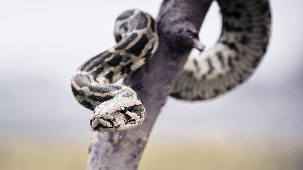 python schoen australië