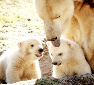 Ijsbeertweeling dierenpark Nuenen Frimas