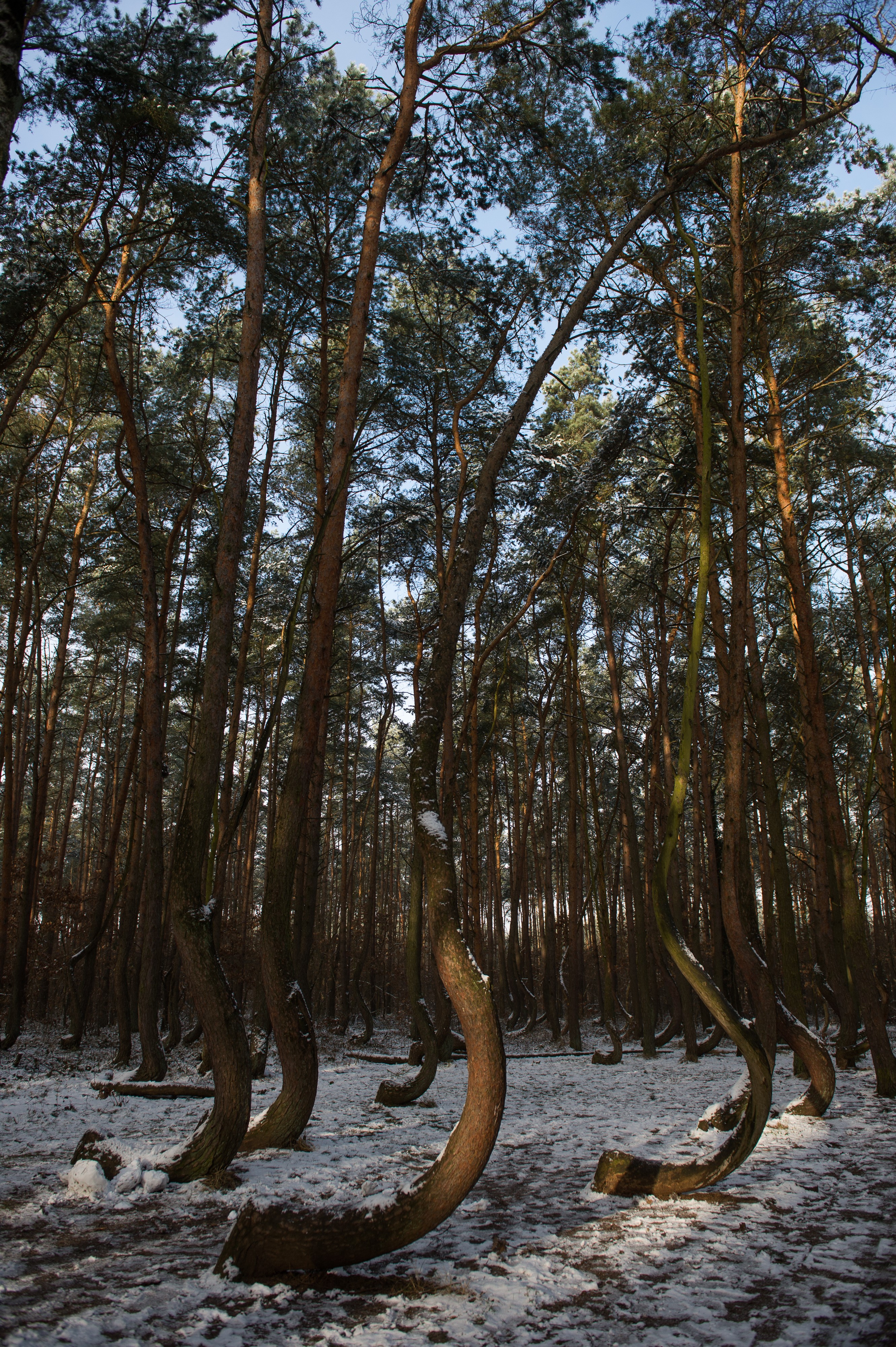 Crooked Forest in Poland