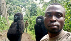 Thumbnail voor Aap uit de mouw: parkwachter geeft uitleg over viral foto met gorilla's