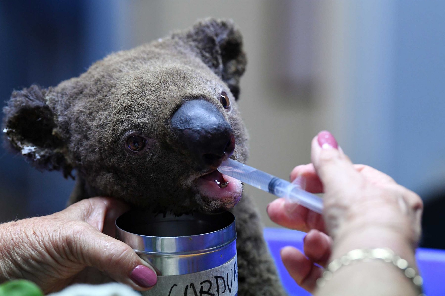 WNF Begint Actie Voor Getroffen Dieren Bosbranden Australië - LINDA.nl