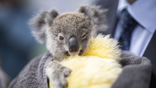 Koalas gered Australie bosbranden