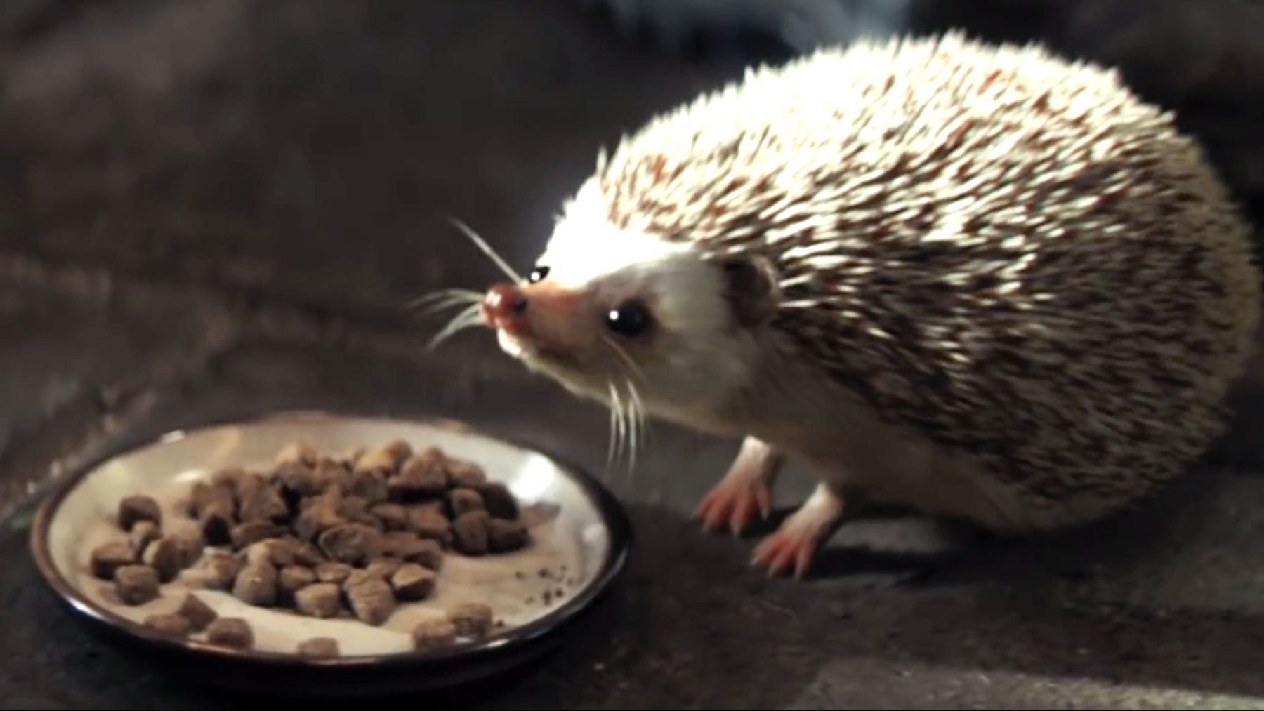 De Staatsloterij wint Gouden Loeki voor reclame met egel ...