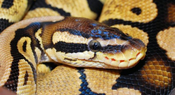 Voorbijgangers vinden doos met pythons in IJsselstein