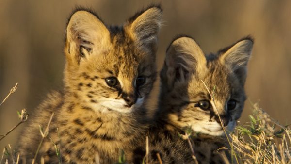 Wij naar binnen, zij naar buiten: jonge servals lopen eerste keer buiten