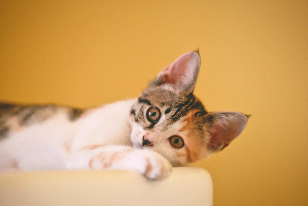 Boter, kaas en...katten? Deze mensen spelen spelletjes met hun huisdier