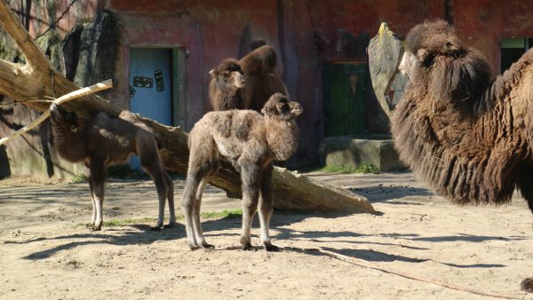 Baby-kameel Roxy geboren in DierenPark Amersfoort