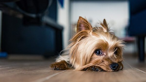 park video pen Hondje in vuilnisbak Schiphol gevonden, reactie van eigenaar ongekend -  LINDA.nl