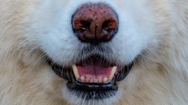 Echte hondenneus_ volgens Duits onderzoek kunnen honden coronavirus opsporen