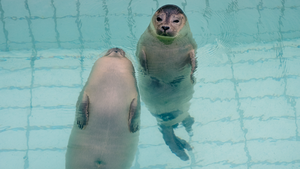 Zeehondencentrum sluit deuren vanwege coronabesmetting