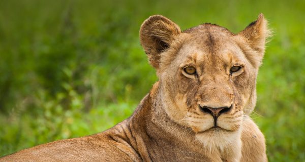 leeuwin burgers zoo bevallen van welpjes