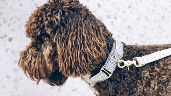 Duitsland verplicht twee keer per dag hond uitlaten