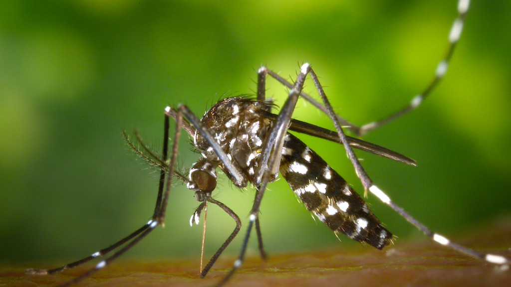 Dutch woman contracted dengue fever while on holiday in the South of France