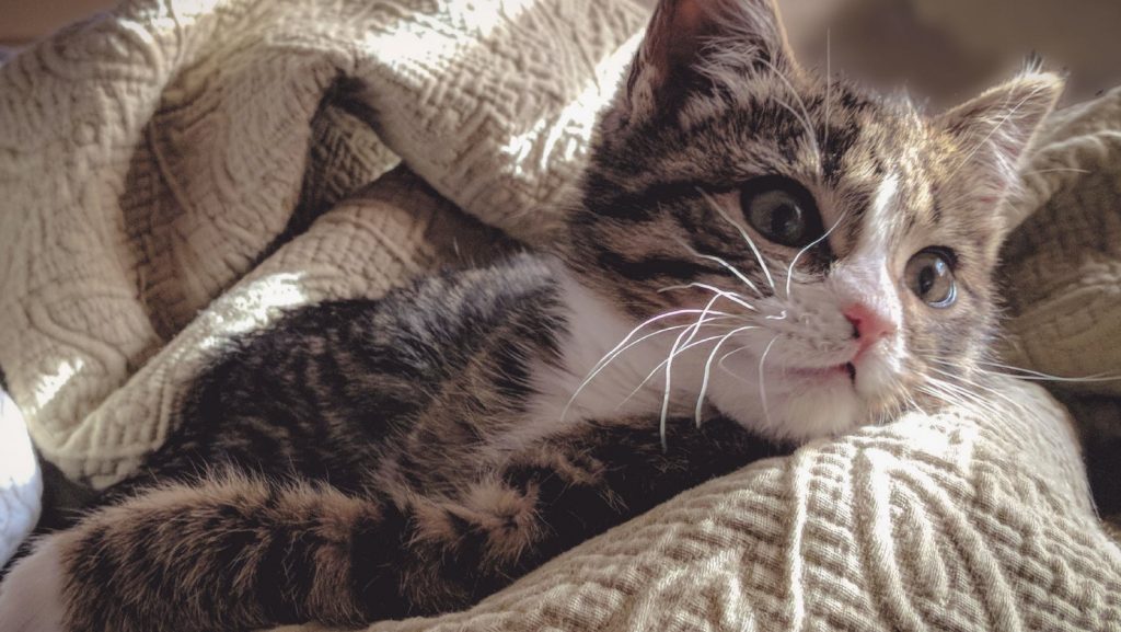 Voor de échte liefhebber: de kattenmarkt van de Amsterdamse Poezenboot