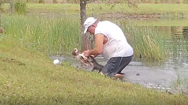 Man redt hond uit alligator