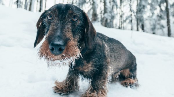 It giet net oan: hond zakt door ijs en wordt tenauwernood gered