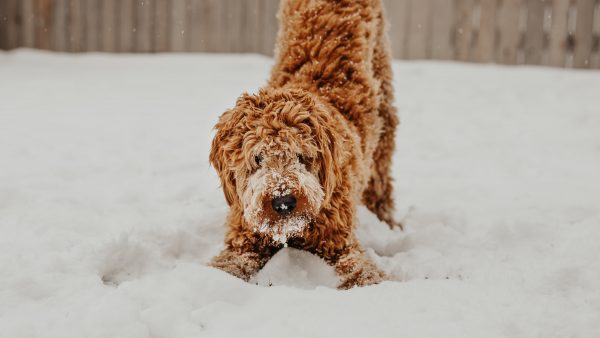 huisdier sneeuw