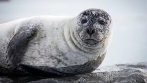 Thumbnail voor Zeehond op pad: politie moet er (wederom) een van de weg plukken