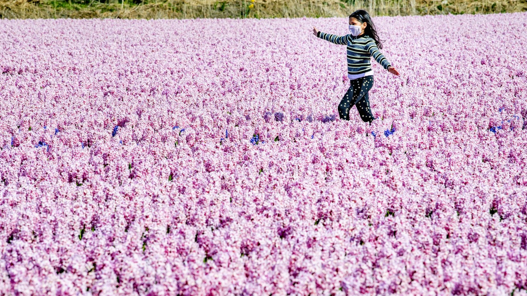 keukenhof