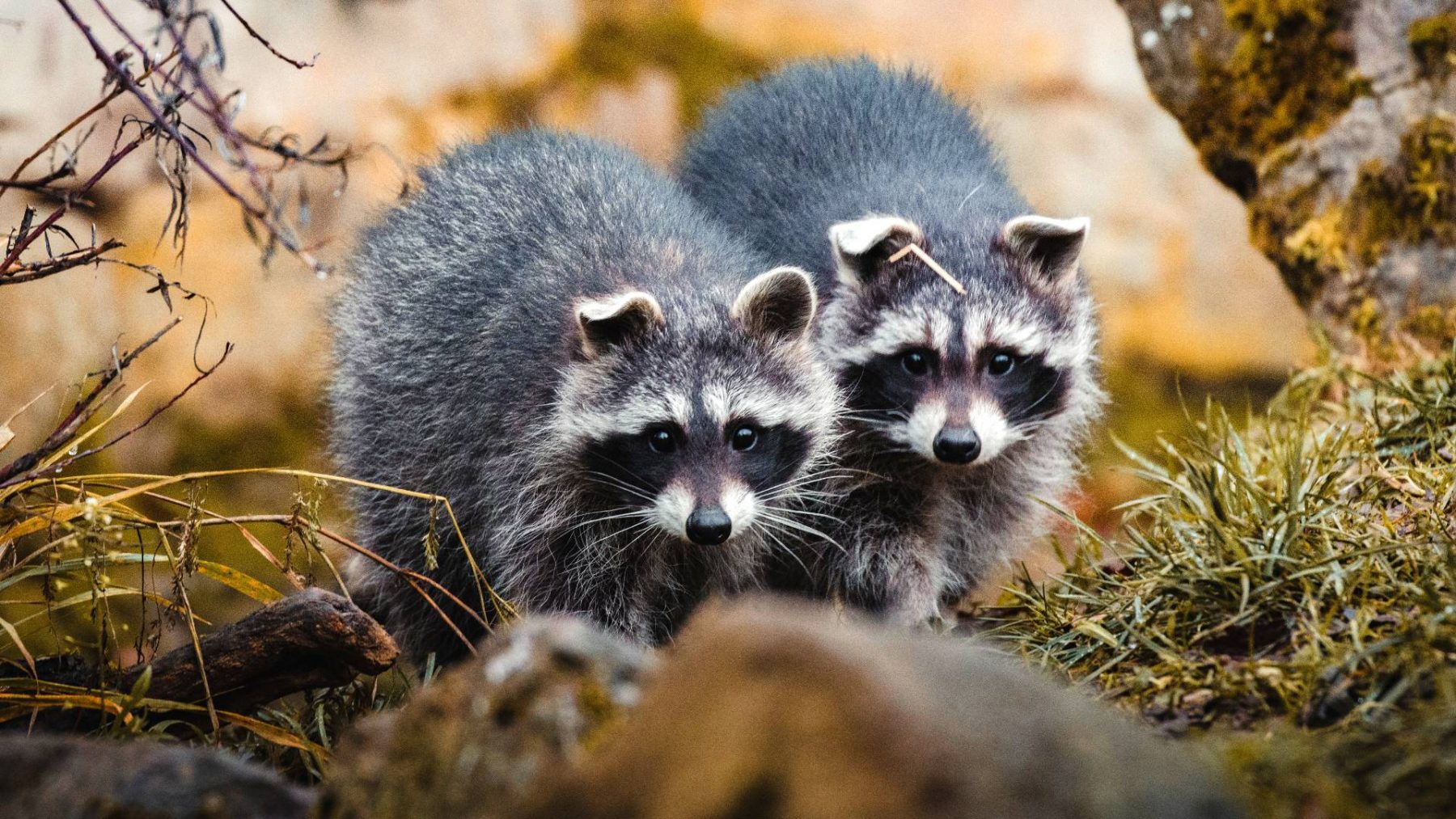 Twee wasberen in Gelderland tóch afgeschoten