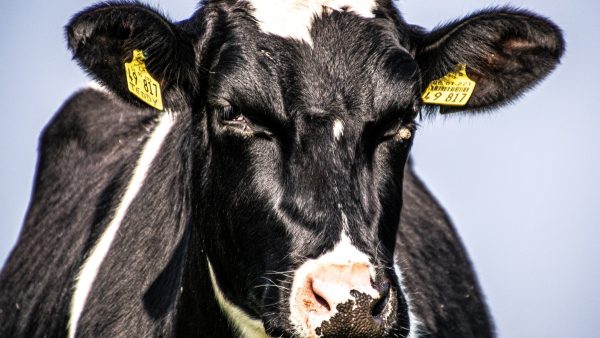 Moederkoe trapt boerin dood die oormerk bij kalfje aanbrengt