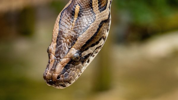 tijgerpython maarssenbroek