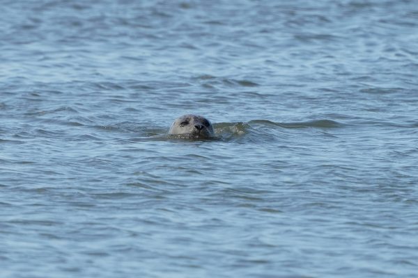 Zeehond Oscar dood aangespoeld