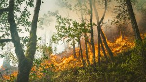 Thumbnail voor Rosalinde (14) schrijft klimaatbrief aan Rutte: 'Alarmbellen gaan af, maar niemand luistert'