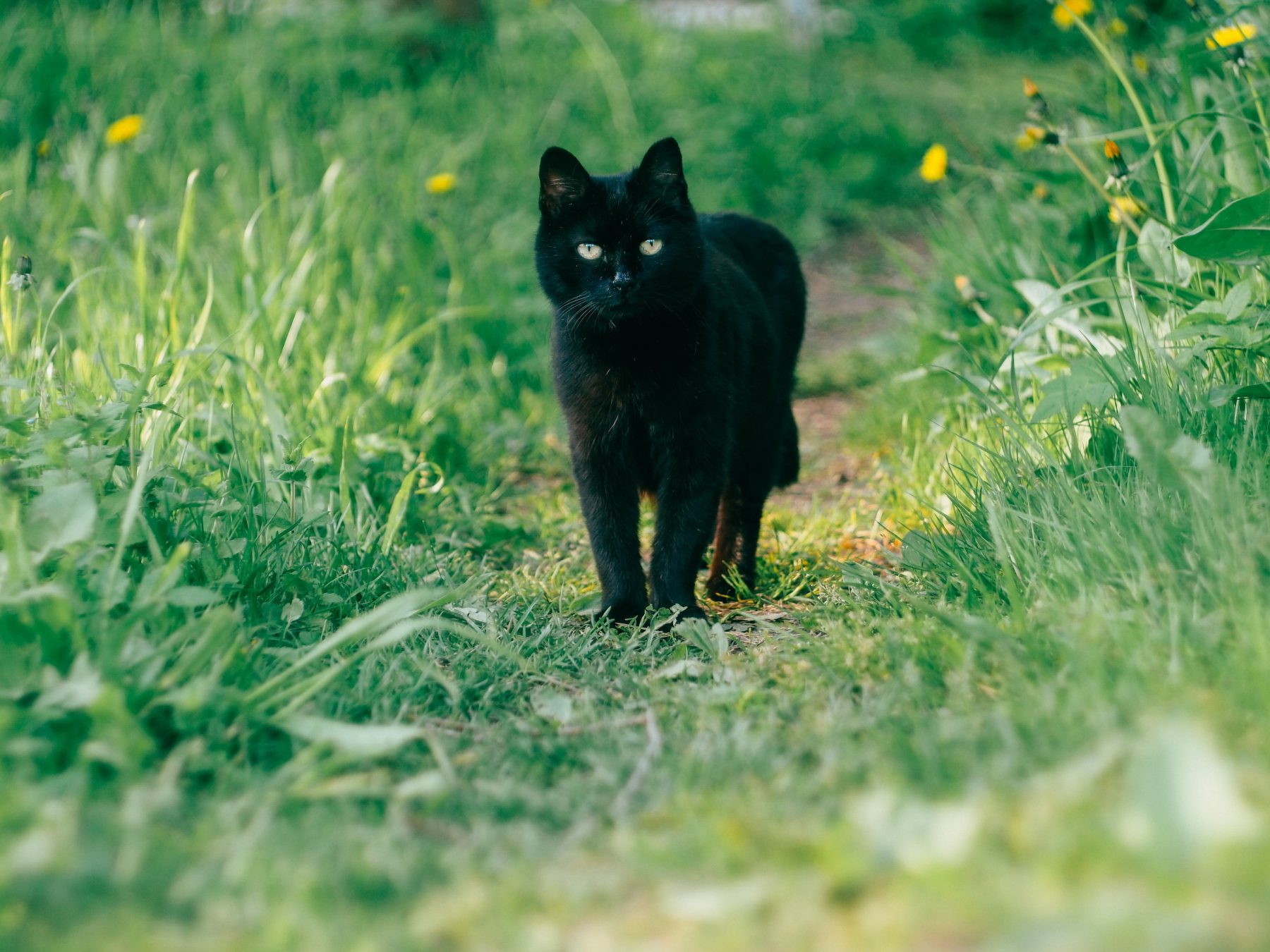 poes-pip-luchtbuks-beschieting-dertien-kogeltjes-in-kop