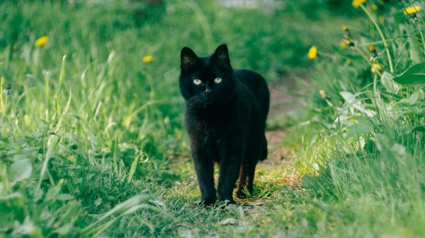 Geliefde Monteur conjunctie Zwarte kat redt 83-jarige eigenaar uit ravijn - LINDA.nl
