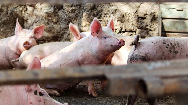 Melderslo Honderden varkens stikken en komen om in stal in Melderslo