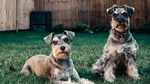 veertig honden