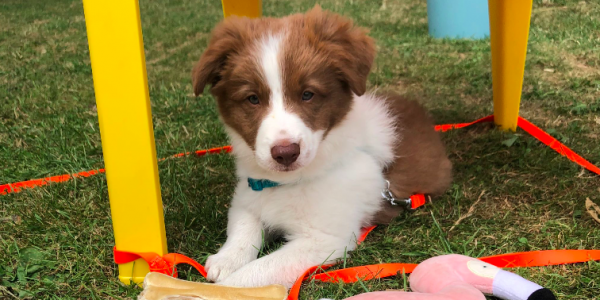 Bordercollie-pup Bodie verdwijnt uit tuin: 'Waarschijnlijk meegenomen'