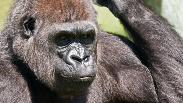 Wereldberoemde gorilla Ndakasi overleden: 'Voorrecht om zo’n liefdevol wezen te mogen verzorgen'