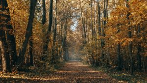 Thumbnail voor Wandelschoenen aan en gáán: weekend droog met herfstzon