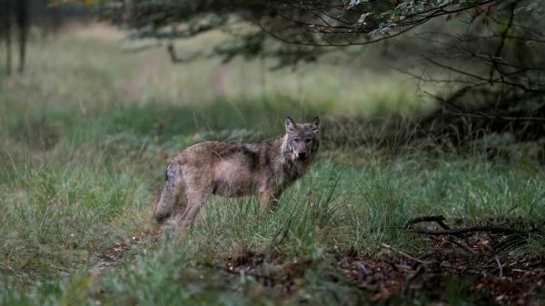 Faunabescherming looft geld uit voor tip over doodgeschoten wolf