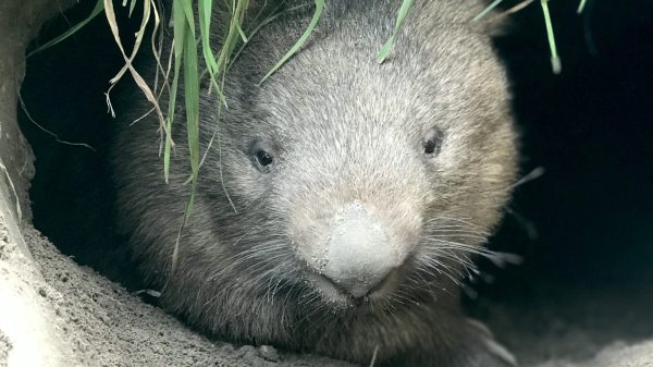 wombats