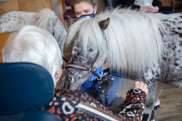 zwaartekracht Klimatologische bergen ziel Nynke en haar minipaardjes bezoeken ouderen in verzorgingshuizen - LINDA.nl