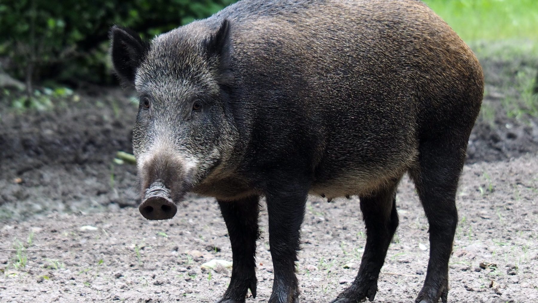 Voor de derde keer een botsing met wild zwijn