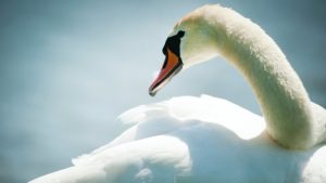 Thumbnail voor Jagers schieten vier knobbelzwanen uit de lucht in Landsmeer: 'Gruweldaad'