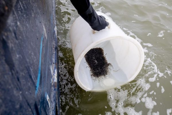 babypalingen terug in de natuur