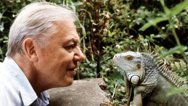 VN geeft David Attenborough onderscheiding: 'Miljoenen mensen door hem verliefd op de natuur'