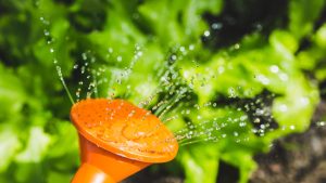 Thumbnail voor Je planten water geven in de zon: schadelijk of niet?