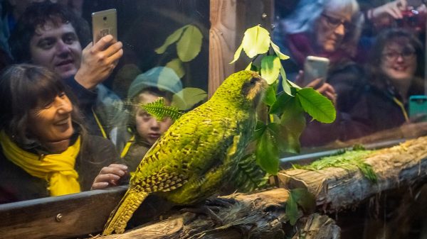 Heisa om vogelverkiezing Nieuw-Zeeland: kakapo mag niet meedoen