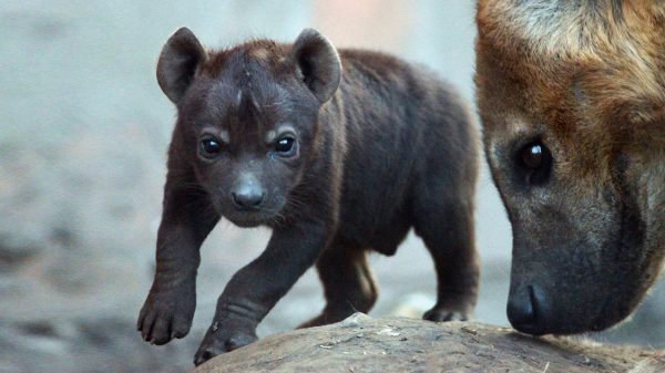 Schattige snoetjes: twee gevlekte hyena's geboren in Beekse Bergen