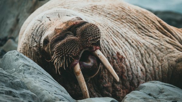 Weer een walrus in Nederland gespot, eerste in Zeeland sinds 1977