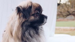 Thumbnail voor Gezin vindt na zeven jaar vermist hondje eindelijk terug: 'Onbeschrijfelijk mooi'