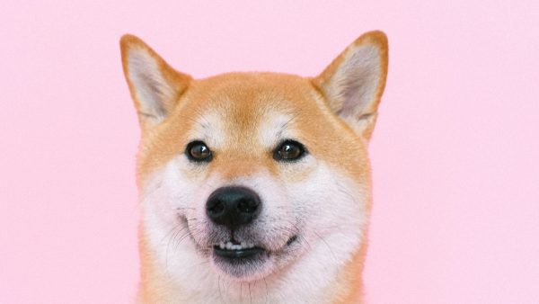 Wereldberoemd door de grappige memes: Japanse hond Kabosu is doodziek