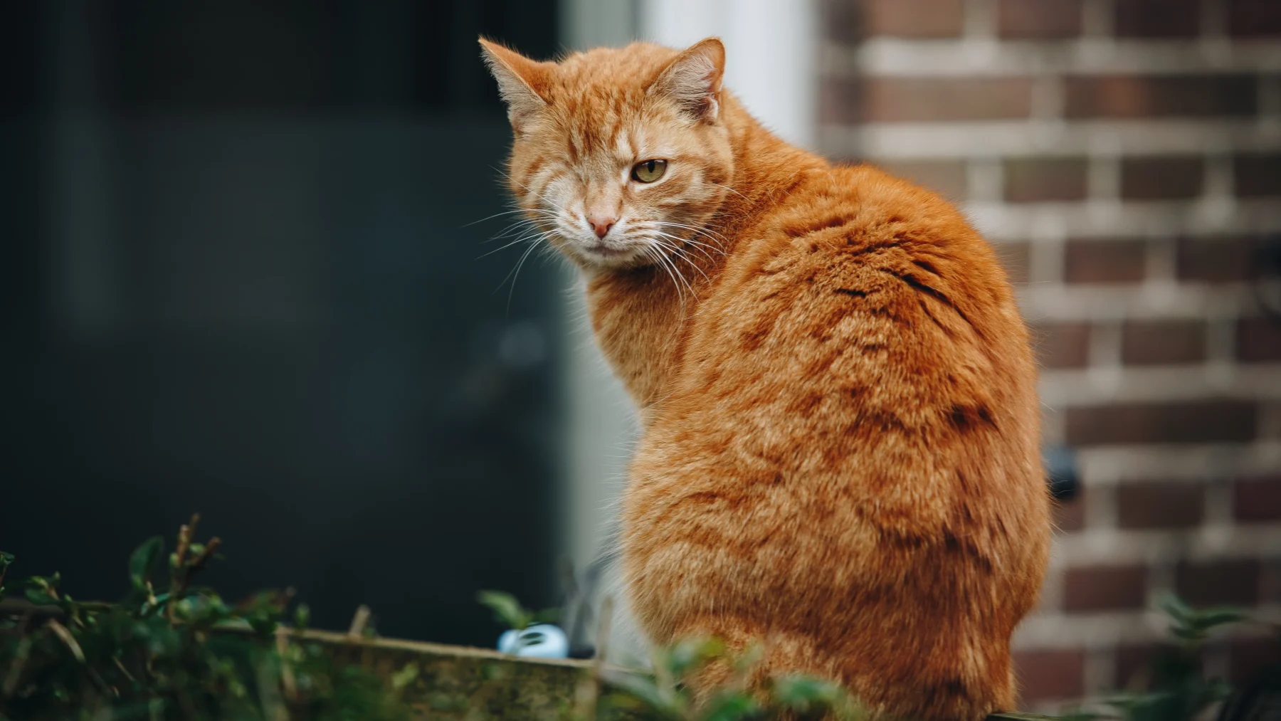 Mi(w)auw: gehandicapte katten en mensen samen op een kalender voor het goede doel