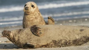 Thumbnail voor Zeldzame zeehond: klapmutsjong geboren op Vlieland